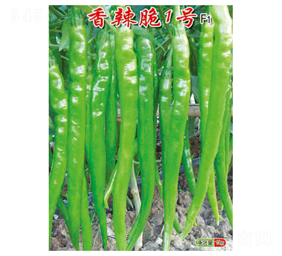 香辣脆1號(hào)-線椒種子-農(nóng)百萬(wàn)