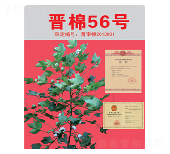 晉棉56號(hào)-棉花種子-三聯(lián)