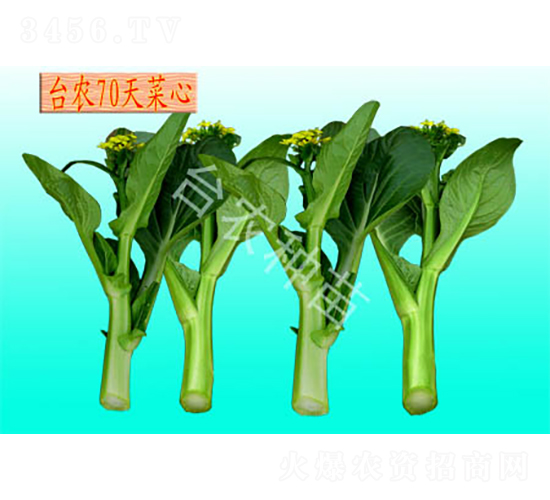 臺農(nóng)70天油青菜心-油菜種子-臺農(nóng)種苗