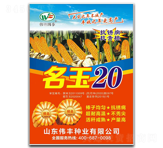 名玉20-玉米種子-偉豐種業(yè)