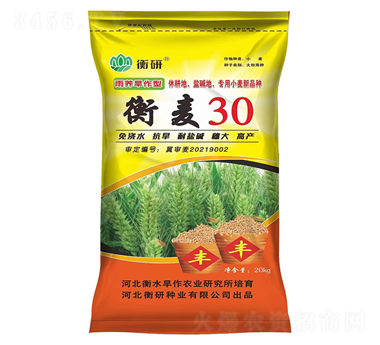 衡麥30-小麥種子-衡研種業(yè)