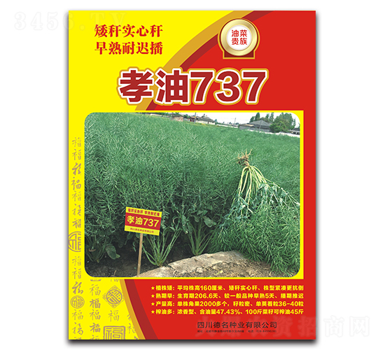 孝油737-油菜種子-德名種業(yè)