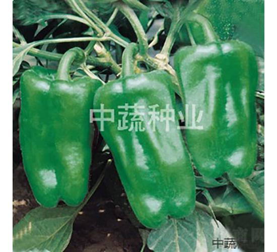 中椒5號(hào)-辣椒種子-中蔬種業(yè)