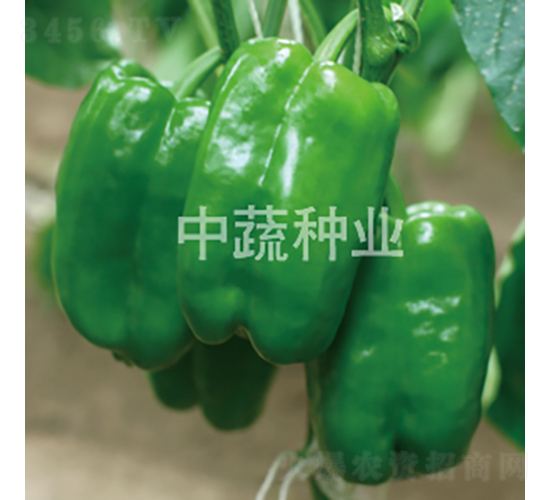 佳美中椒252-辣椒種子-中蔬種業(yè)