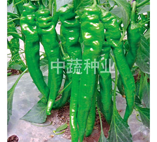 中椒109號-辣椒種子-中蔬種業(yè)