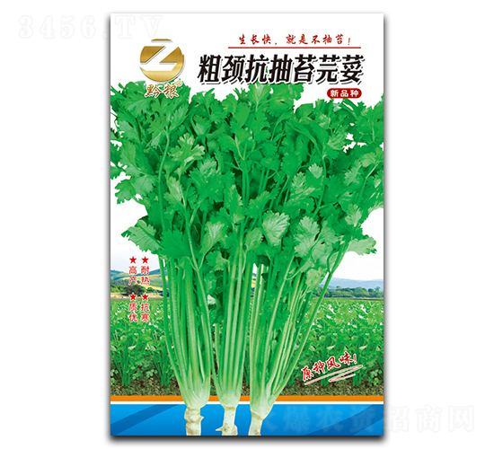 粗頸抗抽苔芫荽-香菜種子-良籽農(nóng)業(yè)