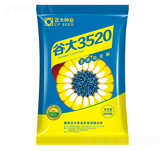 谷大3520-玉米種子-正大種業(yè)