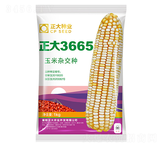 正大3665-玉米種子-正大種業(yè)