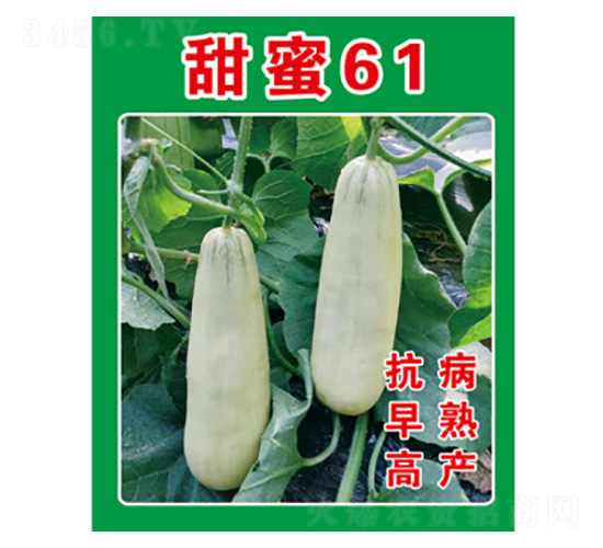 甜瓜種子-甜蜜61-尚豐農(nóng)業(yè)