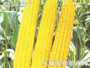 興農(nóng)寶典116肥玉米使用