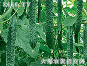 興農(nóng)寶典116肥黃瓜種植專(zhuān)用