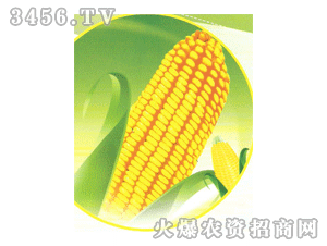 錦玉135（示范）品種