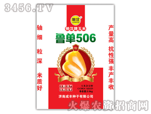 成豐-懶漢王魯單506玉米