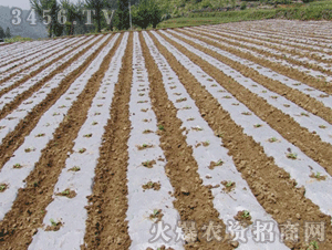 冠利塑料-普通地膜