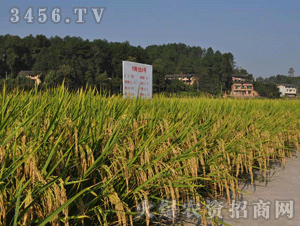 大愛-Y兩優(yōu)6號水稻種