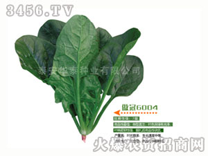 菠菜種子-傲冠6004（重點推廣品種）