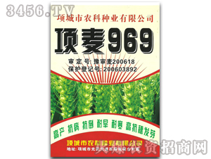 項麥969小麥種子