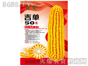 吉單50（玉米種子）-吉農(nóng)