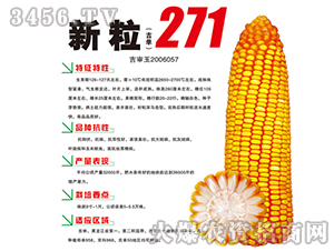 新粒271-玉米種子-鴻博種業(yè)