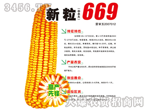 新粒669-玉米種子-鴻博種業(yè)