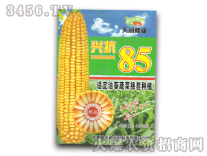 興抗85玉米種-天潤(rùn)種業(yè)