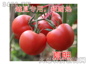 粉果番茄種子-夏朗-航瑞農(nóng)業(yè)