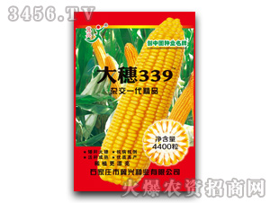 大穗339（玉米雜交種子）-冀興種業(yè)