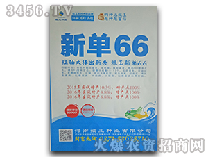 新單66-玉米種子-鯤玉種業(yè)