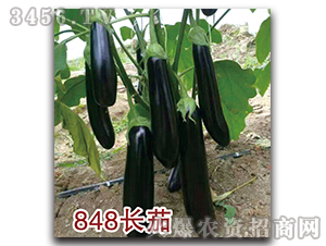 茄子種子-848長茄-瑞恒種業(yè)