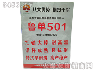 魯單501-玉米種子-魯寧種業(yè)