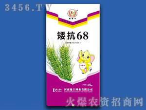 15kg矮抗68-小麥種子-地豐種業(yè)