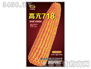 高亢718-玉米種子-金牌農(nóng)業(yè)