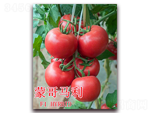 蒙哥馬利-番茄種子-冠盛農(nóng)業(yè)