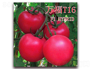 萬福T16-番茄種子-冠盛農(nóng)業(yè)