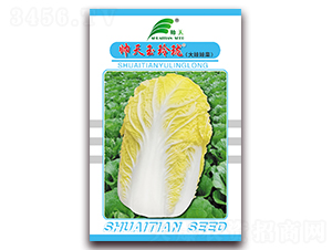 玉玲瓏-白菜種子-帥天