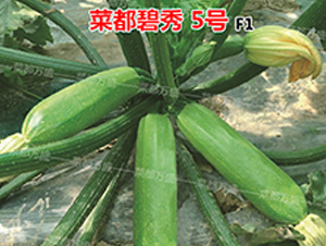 菜都碧秀5號-西葫蘆種子-菜都萬盛