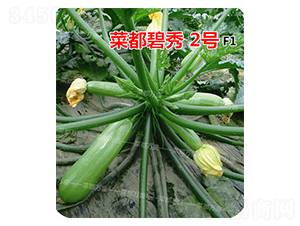 菜都碧秀2號-西葫蘆種子-菜都萬盛