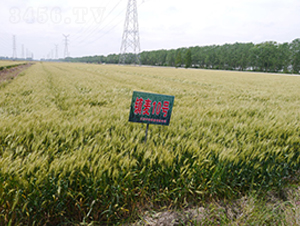 鎮(zhèn)麥10號(hào)-小麥種子-中禾種業(yè)