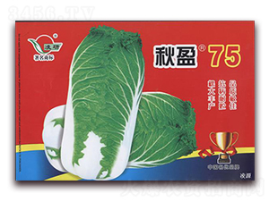 秋盈75-白菜種子-仁大農(nóng)業(yè)