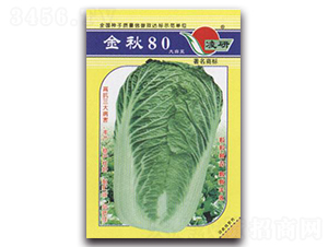 金秋80-白菜種子-仁大農(nóng)業(yè)