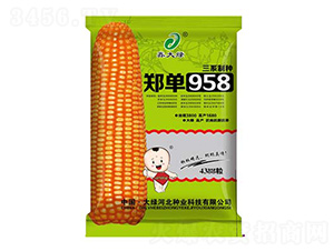 4300粒鄭單958-玉米種子-鑫大綠