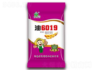 油6019-大豆種子-許科種業(yè)