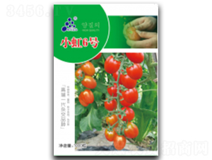 小虹6號(hào)-番茄種子-徽大農(nóng)業(yè)