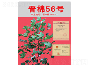 晉棉56號(hào)-棉花種子-三聯(lián)