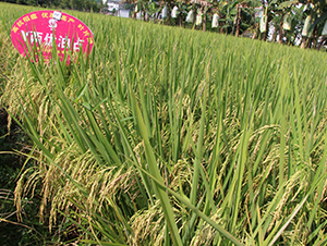 Y兩優(yōu)油占-水稻種子-華茂高科