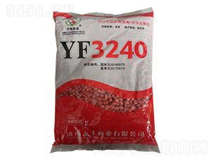 玉米種子-YF3240-和谷豐