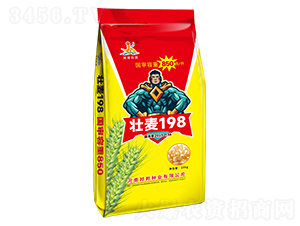 壯麥198-小麥種子-邦邦科技