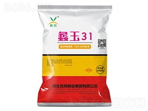 蠡玉31玉米種子-兆育種業(yè)