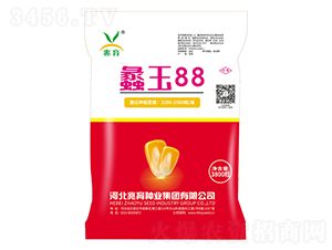 蠡玉88玉米種-兆育種業(yè)