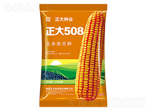 正大508-玉米種子-正大種業(yè)